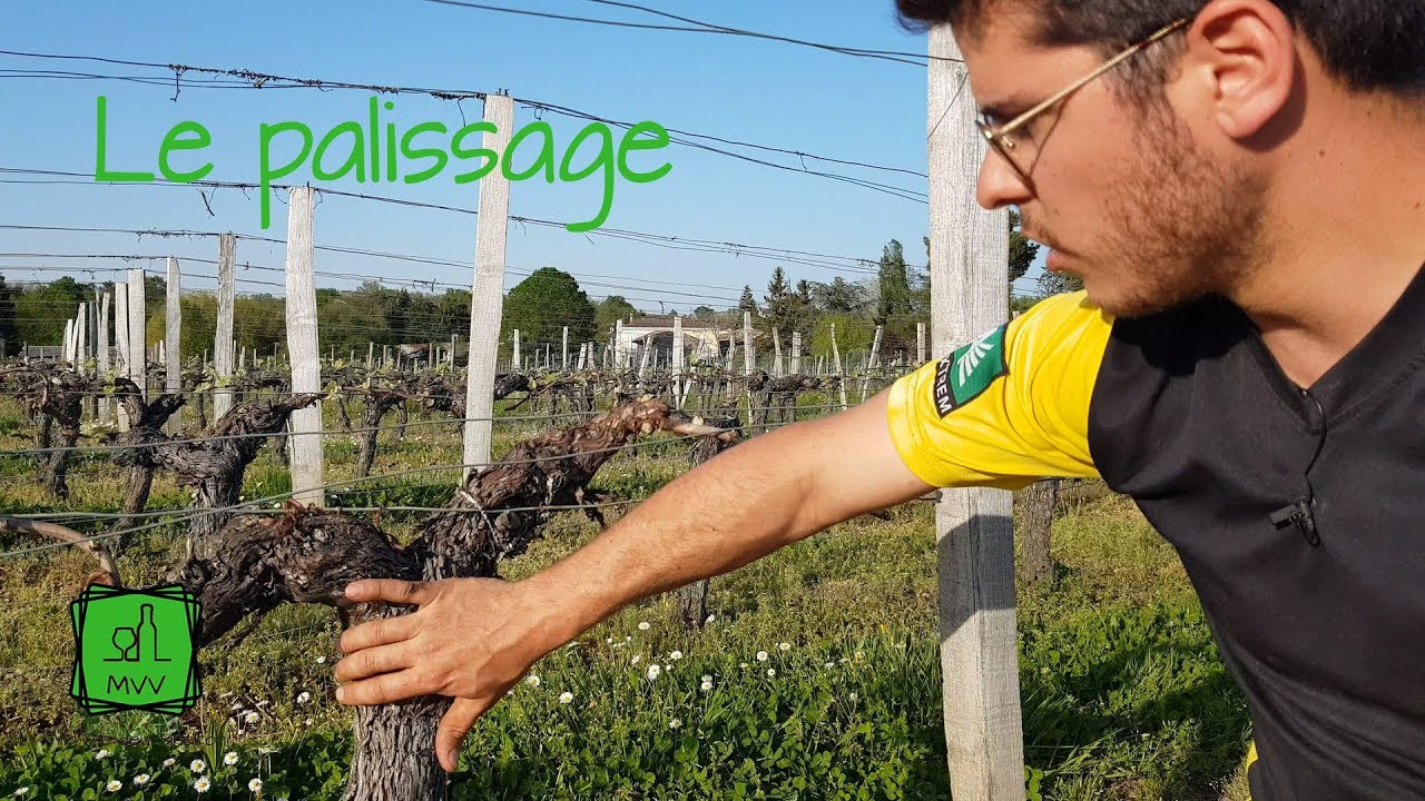 Ma Vie de Vigneron - Le Palissage
