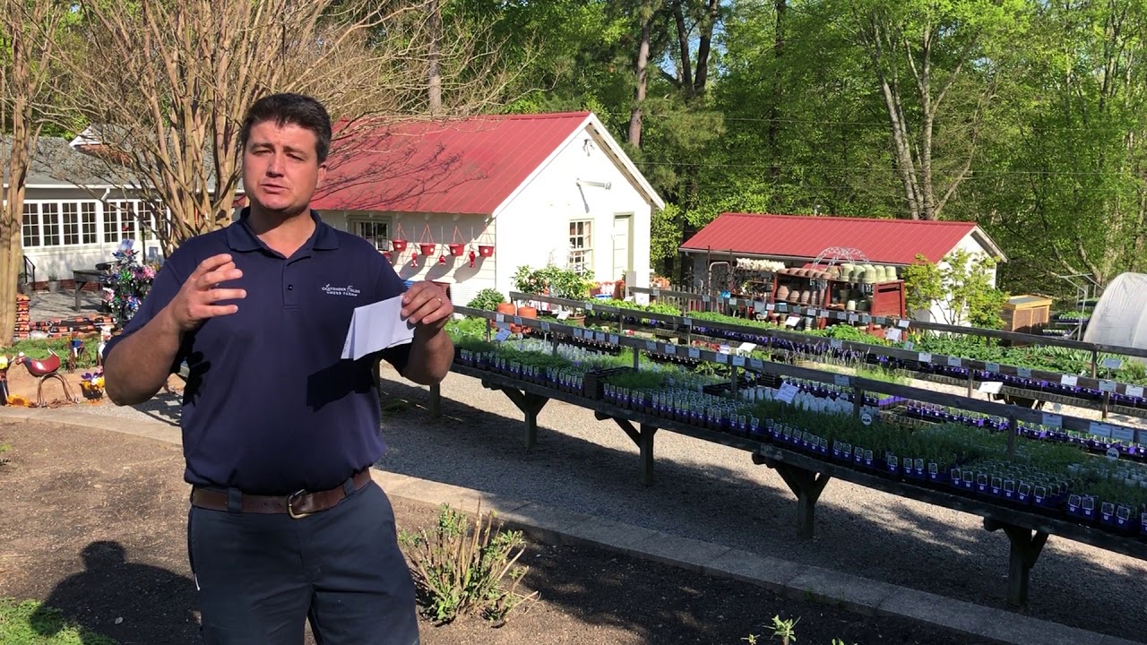 Saturday Schedule for Spring Herb Faire at Lavender Fields Herb Farm