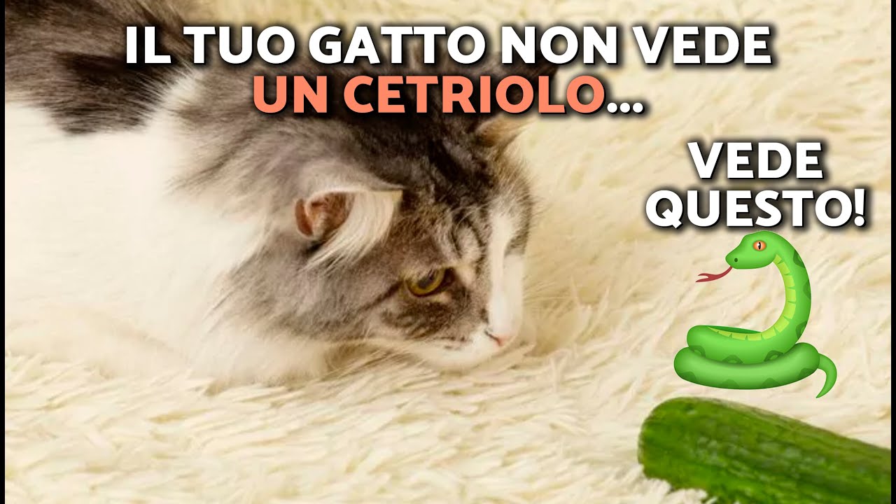Perché i gatti hanno paura dei cetrioli? 🥒