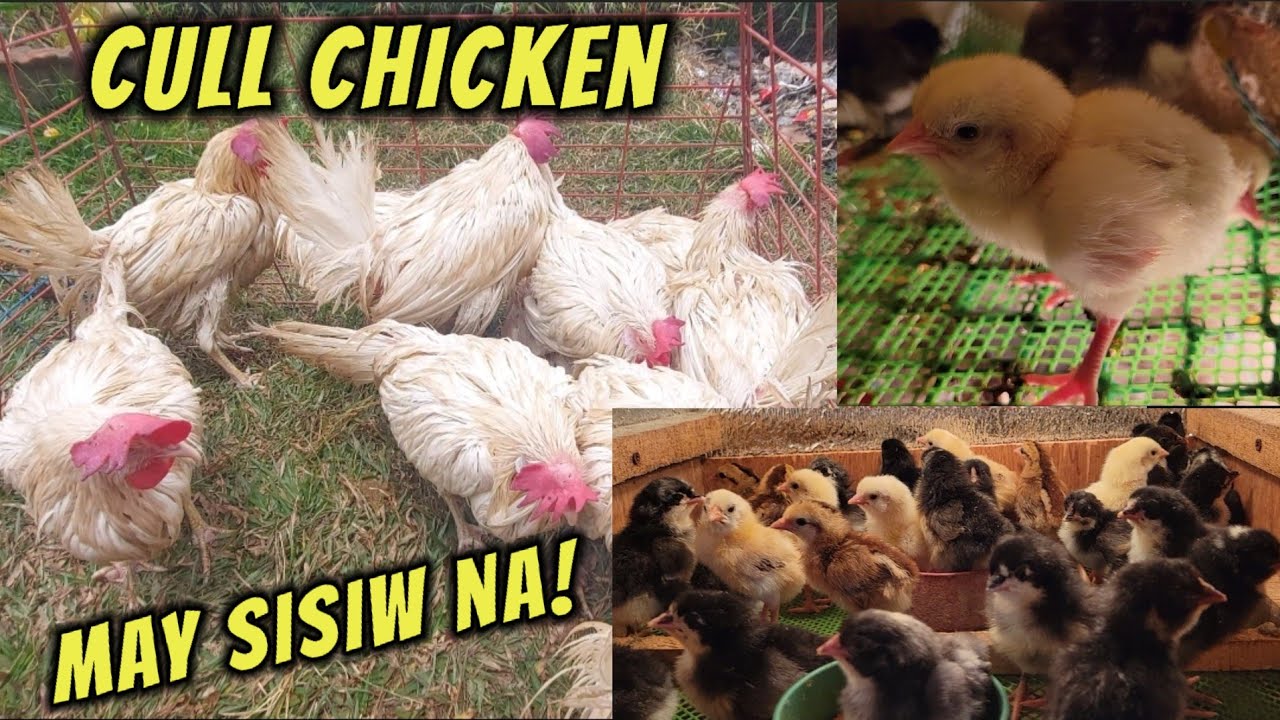 May anak na ang manok na cull (white leghorn)
