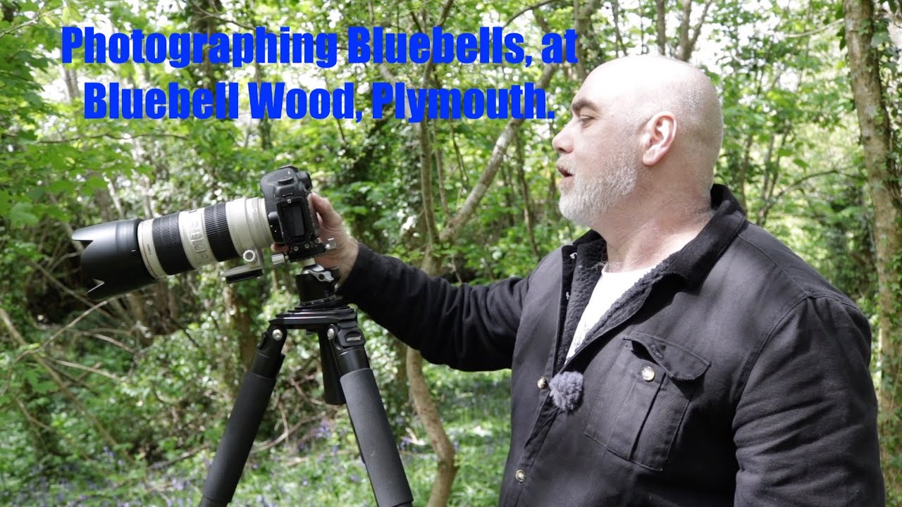 Bluebell Wood, Plymouth.