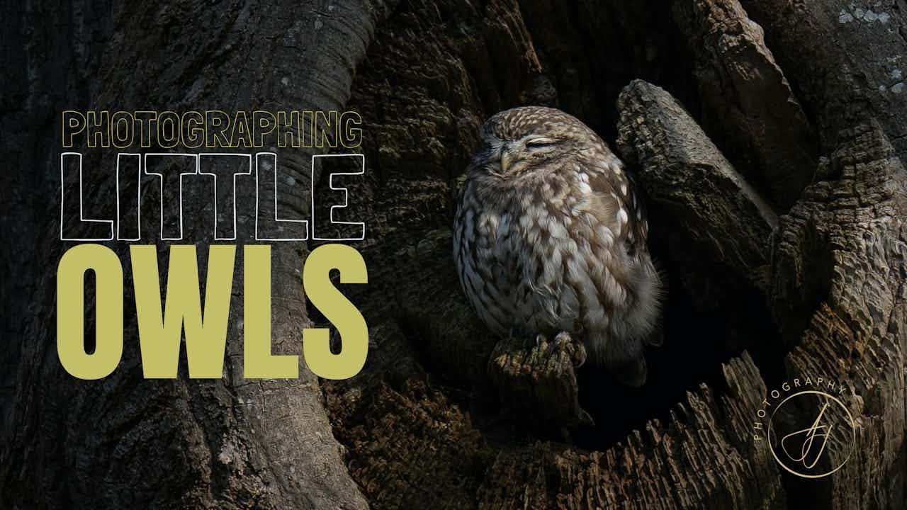 Photographing Little Owls || Richmond Park with Richard Campion || 4K