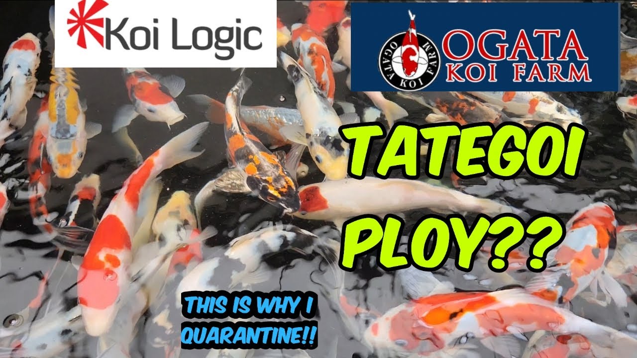 Tategoi ploy?? - Visit to Koi logic UK importer of Ogata Koi farm.