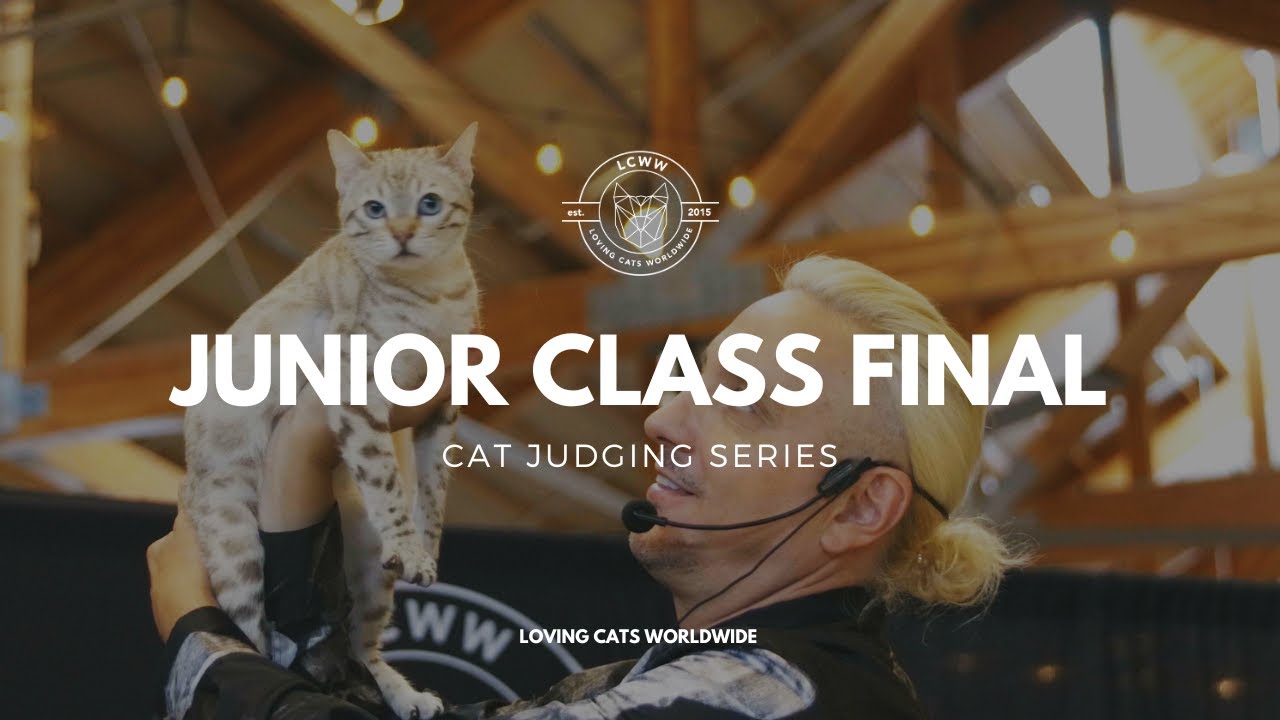 Судейство кошек: Финал юниорского класса Seattle Cat Extravaganza 2023