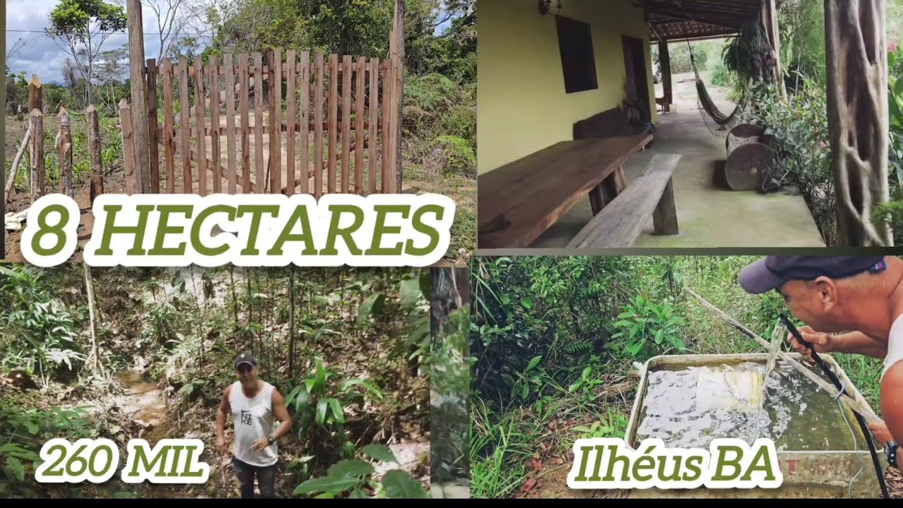 A VENDA 8 HECTARES  COM  CASA BOA , NASCENTE, E POMAR 260 MIL #avendaemilheusba