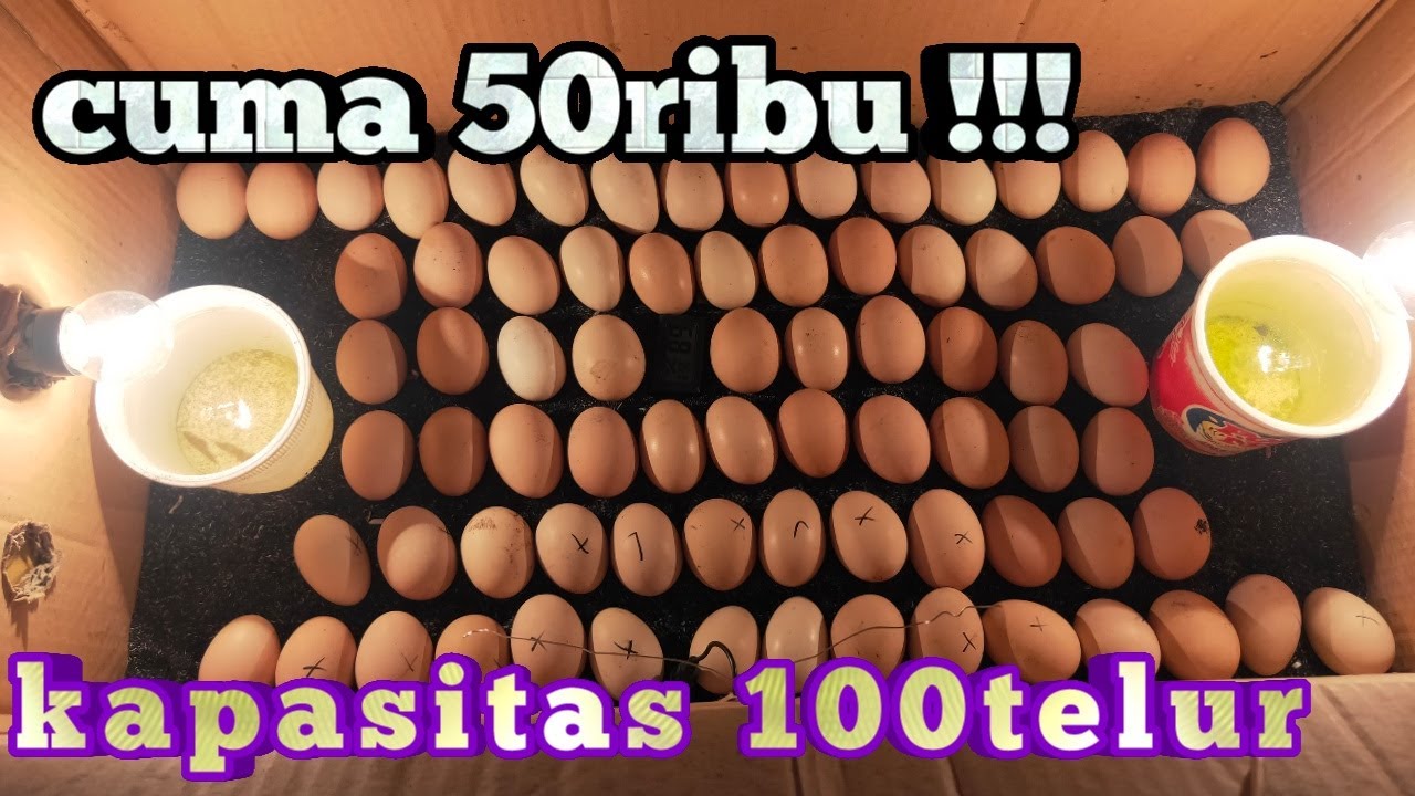 ALAT TETAS TELUR SEDERHANA dan MUDAH DIBUAT