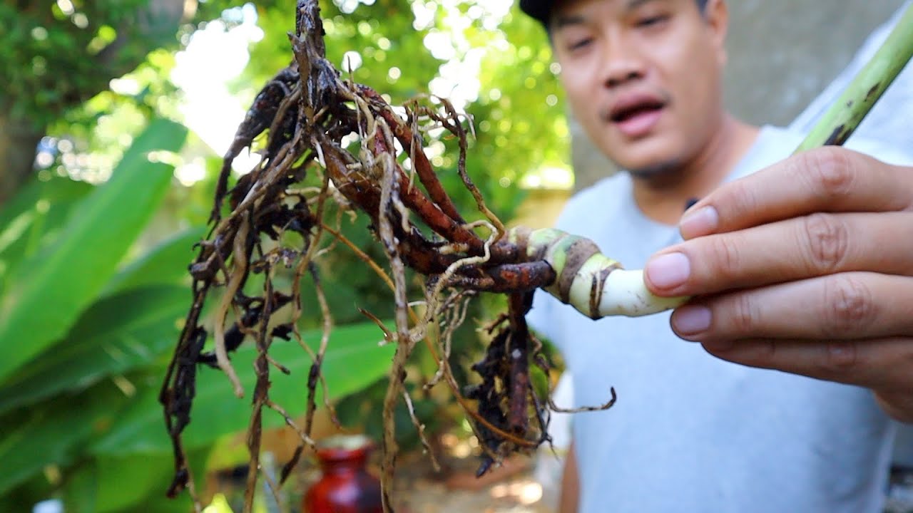 มอนสเตร่า รากเน่าวิธีแก้ไข #Monsteraรากเน่า และสาเหตุที่ทำไห้รากเน่า -สวนข้างบ้านฉัน- ep53