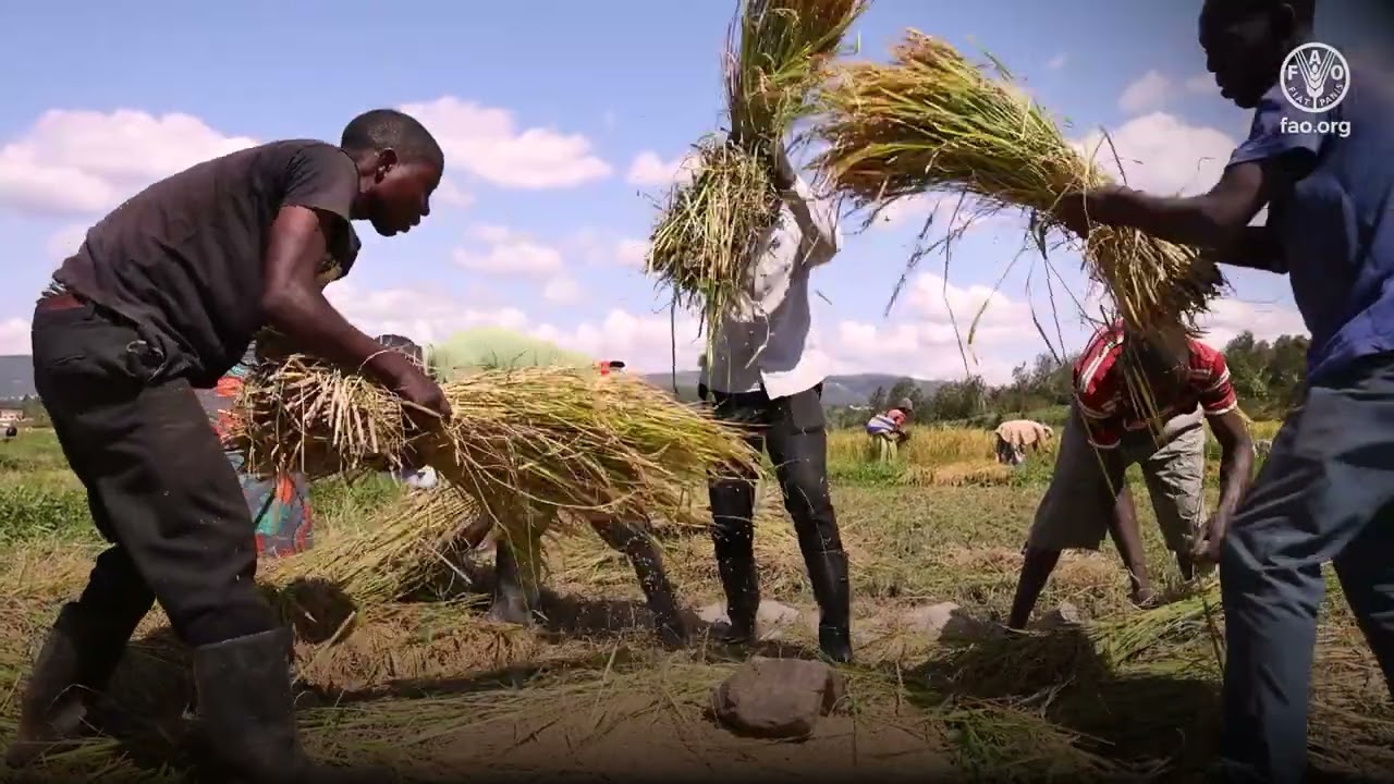 Transform Rice production through the Farm Field School (FFS) in Rwanda