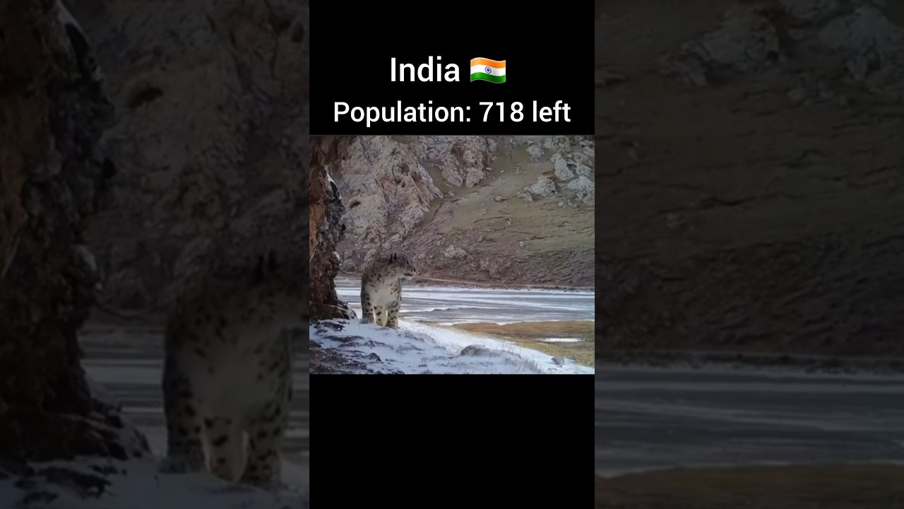 Snow leopard population of each country #viralvideo #youtubeshorts