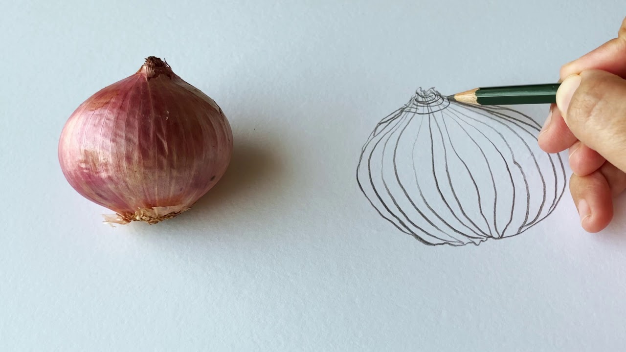 Cross Contour Drawing ( Organic Objects )