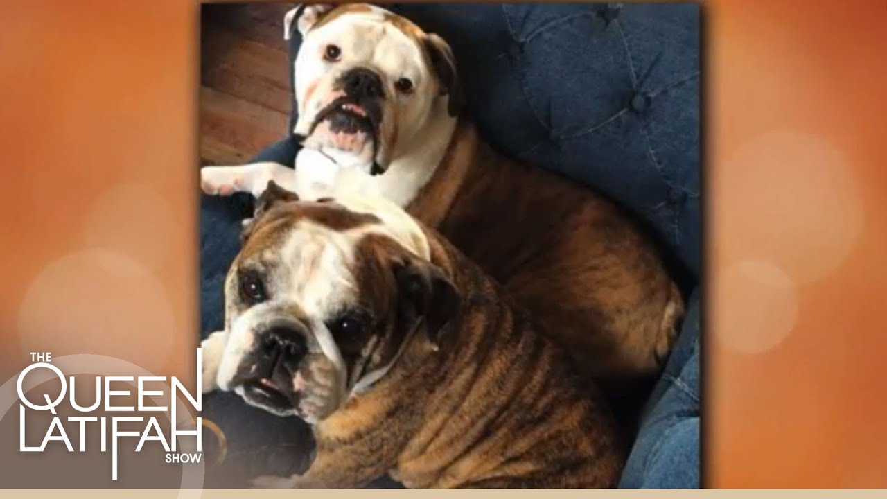 Brooklyn Decker Shares Her Dogs' Names