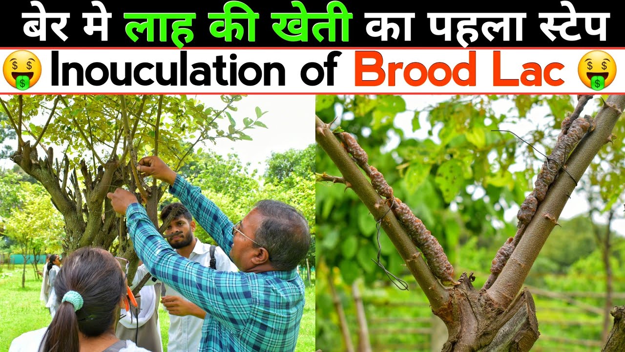 Inouculation of Brood Lac on Ber Plant | ब्रूड लाह की डाली को बेर में बंधाई | Lac Cultivation in 4K