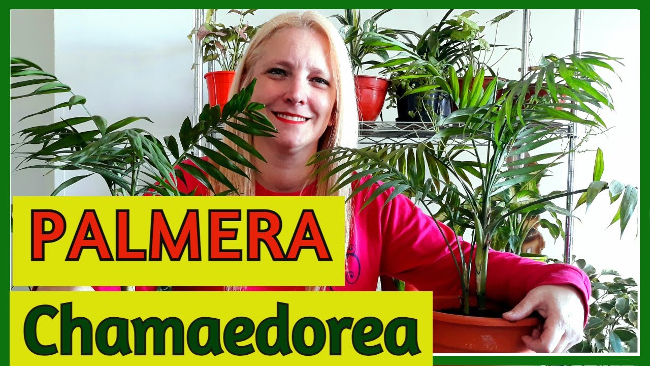 Cuidados de la Chamaedorea Elegans / PALMERA Chamaedorea Cuidados@VerónicaCampaniniPlantas