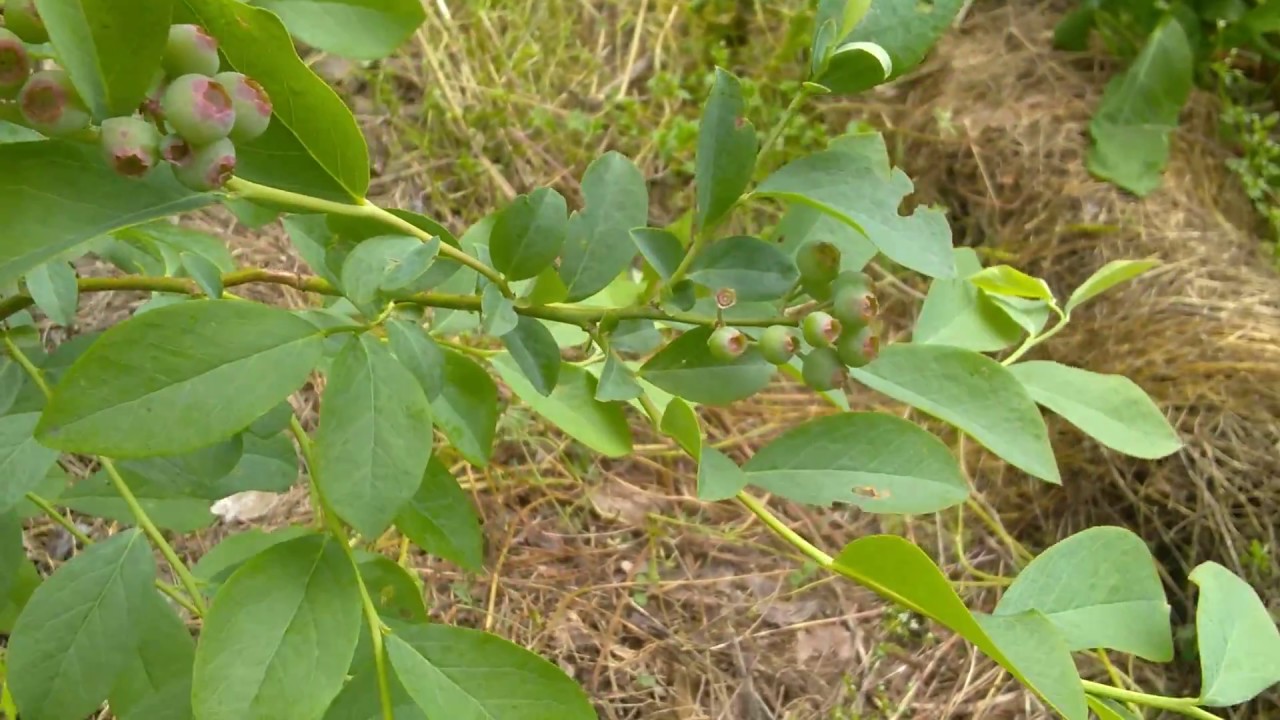 Rabbiteye Blueberry Update+New Varieties-May 2019