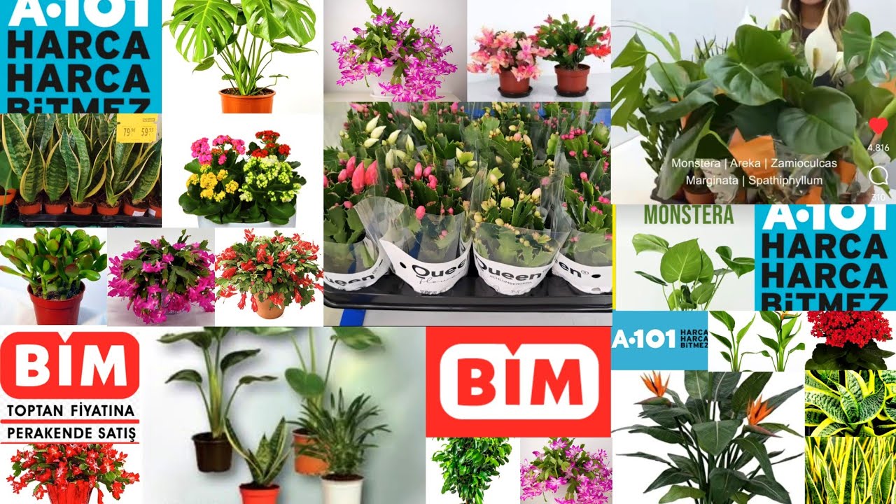 📢BİM VE A101 MARKETLER 18 ARALIKTA COŞACAK 📢 RENGARENK ÇİÇEKLER GELİYOR 