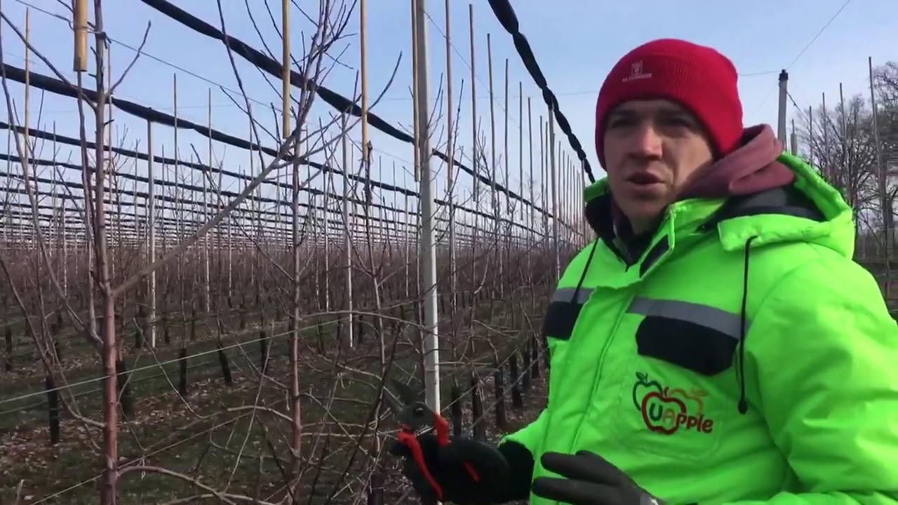 Правильная обрезка яблони. Как формировать плодоносящую яблоню. Обрезка сада