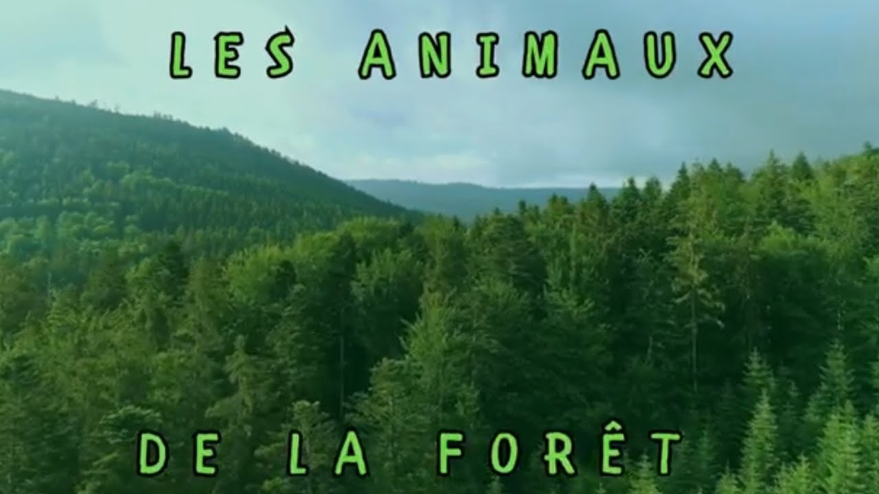 🌲 Les Animaux de la Forêt 🦉  Chanson Éducative et Calme pour Enfants  Comptine Apaisante 🎶 1