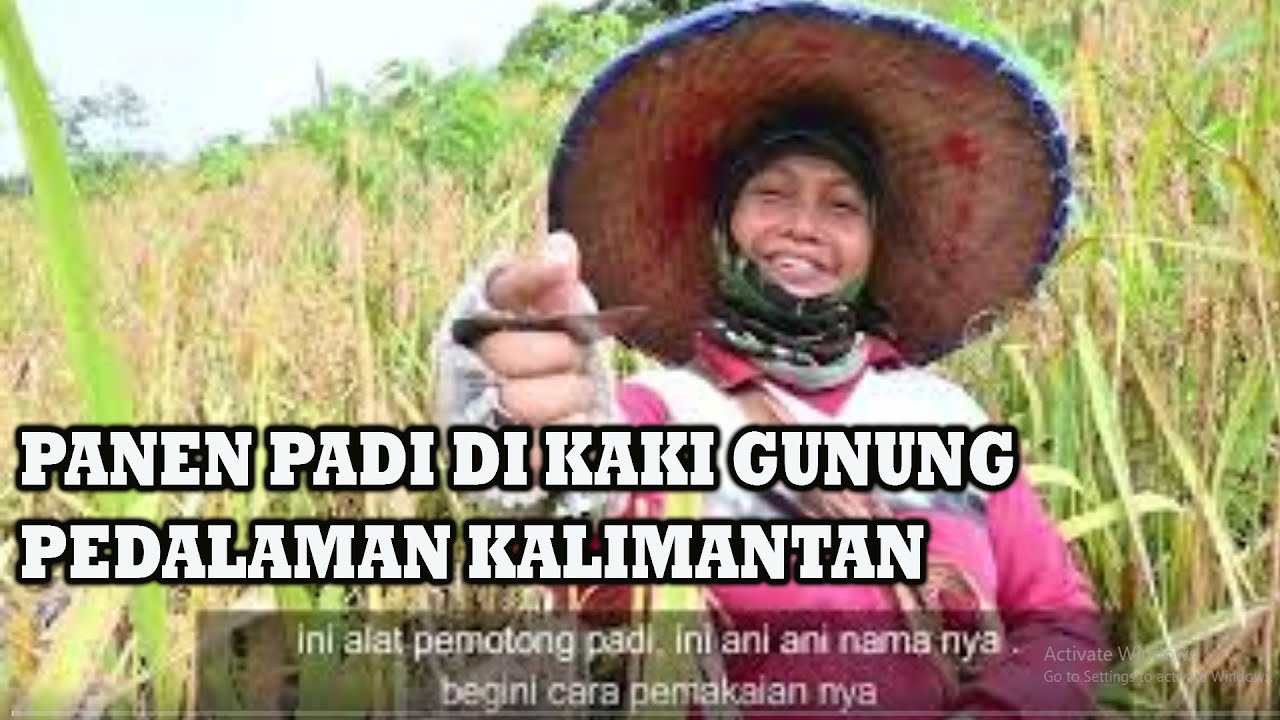 PANEN PADI LADANG SUKU DAYAK DI GUNUNG ,