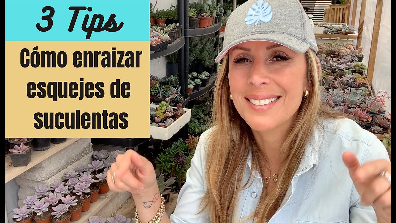 👩🏼‍🌾 3 Formas de curar los cortes (esquejes) de tus suculentas favoritas