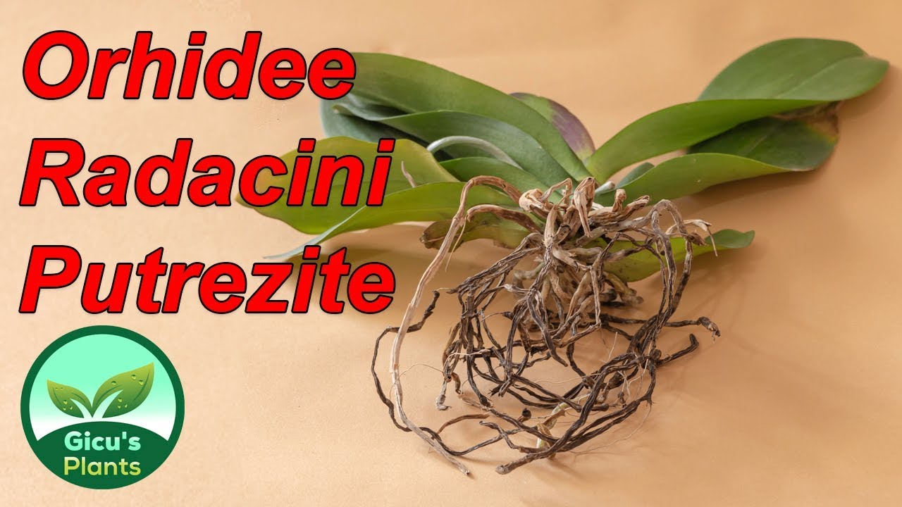 Am gasit o orhidee cu radacini putrezite - o salvez