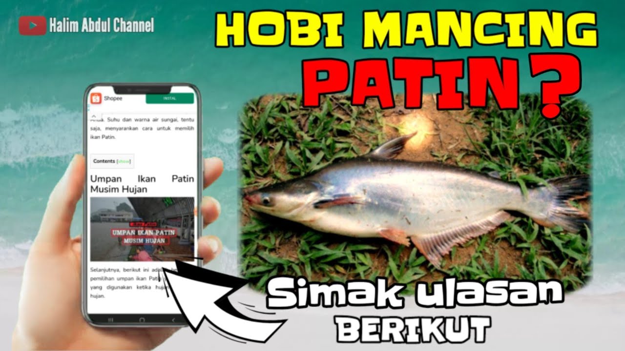 umpan patin musim hujan umpan ikan patin paling jitu umpan patin paling ampuh @Halim Abdul Channel