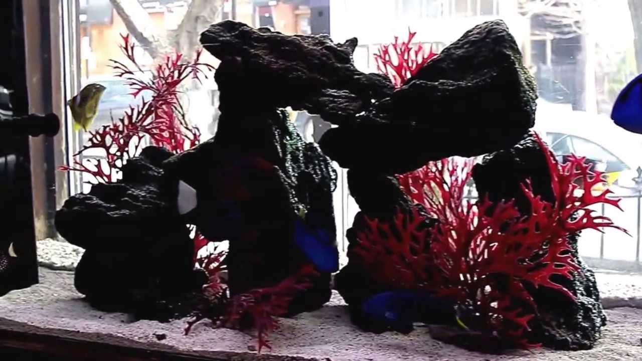 Old Town Aquarium | Chicago Fish Store Episode 1