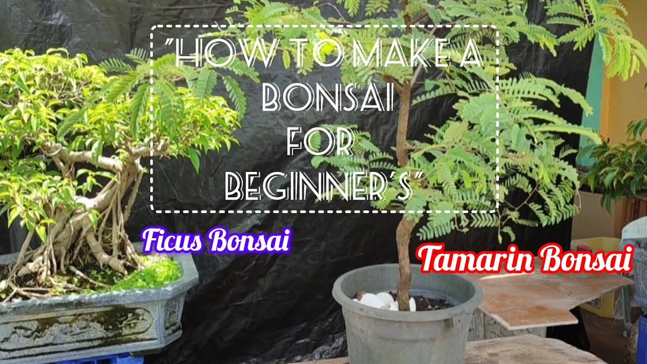 Amazing bonsai for beginners tamarind/tamarindo