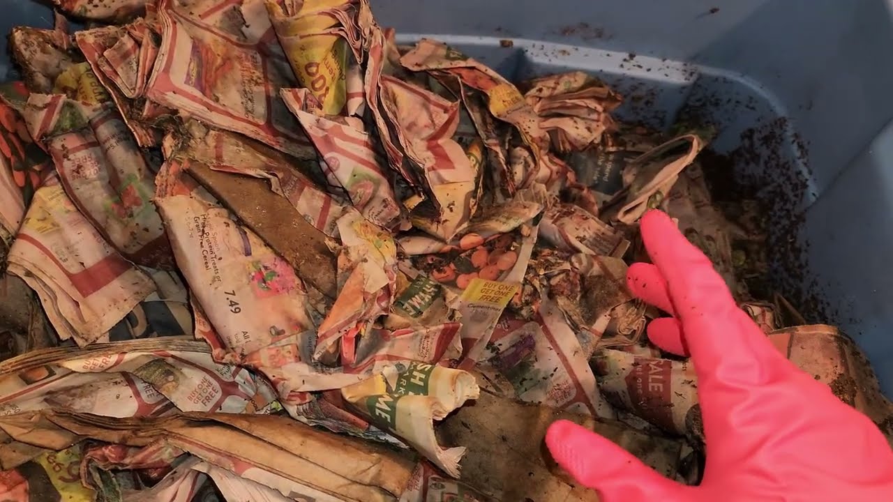 Blue Worm Blue Bin Check-In, Feeding, and Partial Harvest After 42 Days 21 Jan 2026 #vermicompost