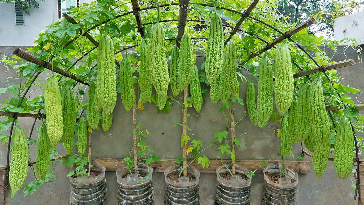 The idea of ​​​​recycling plastic bottles to grow bitter melon on the wall, cheap and effective