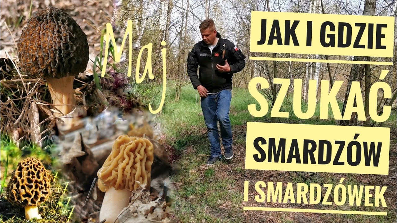 Zobacz gdzie rosną takie Grzyby!! SMARDZE, SMARDZÓWKI (MORCHELLA, VERPA)
