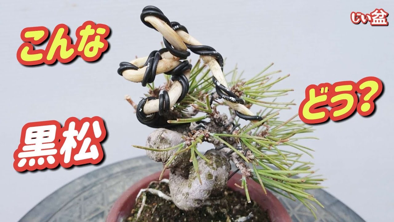 [Черная сосна] Давайте создадим уникальный мини-бонсай! Продолжение. ✨ / Как сделать бонсай