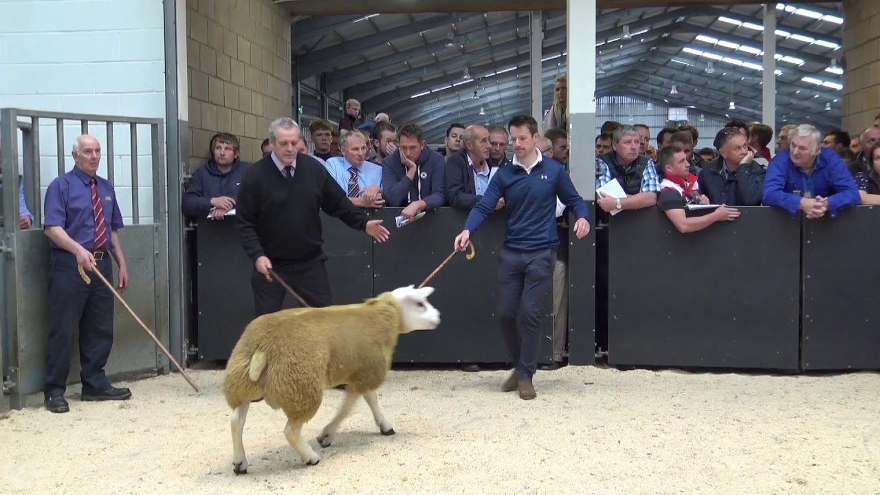 75,000gns Auldhouseburn