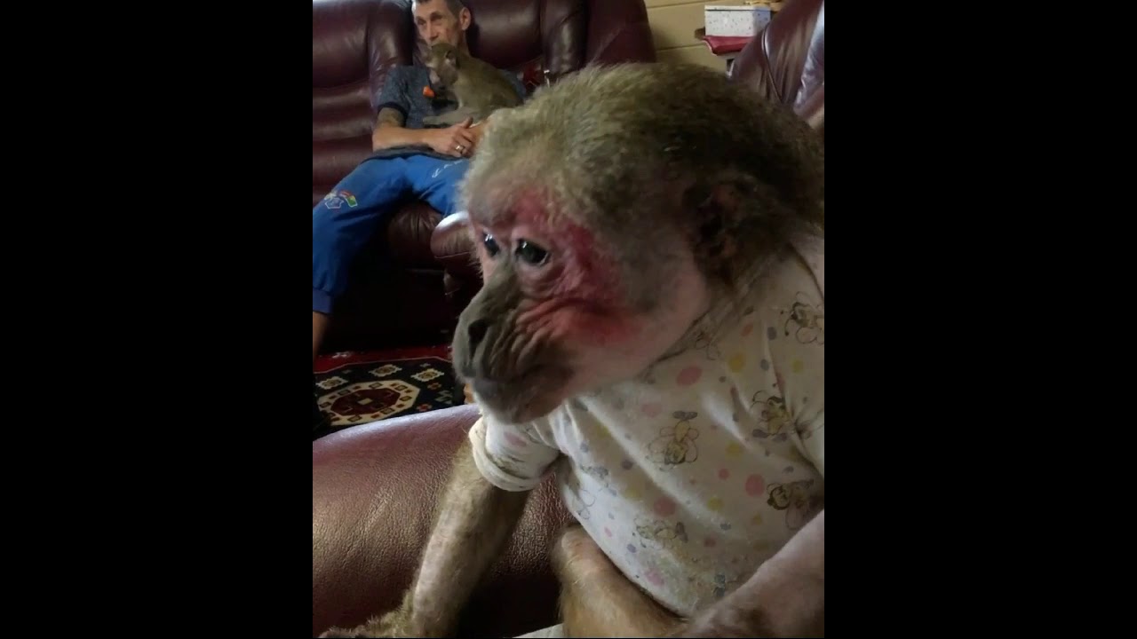 Застали врасплох (Домашние Макаки)