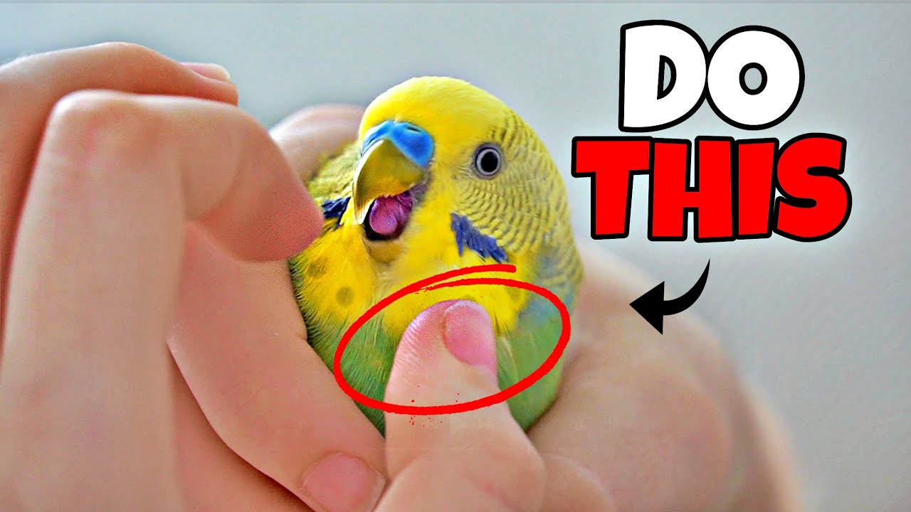 You’re Petting Your Bird WRONG! (Do THIS Instead)
