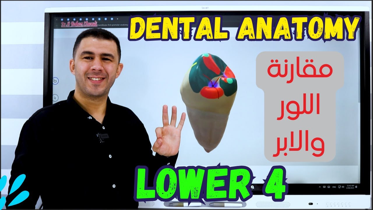 7- Lower First Premolar ( 3D of Lower 4) P1