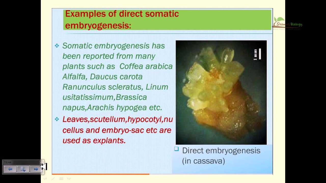 Somatic embryogenesis