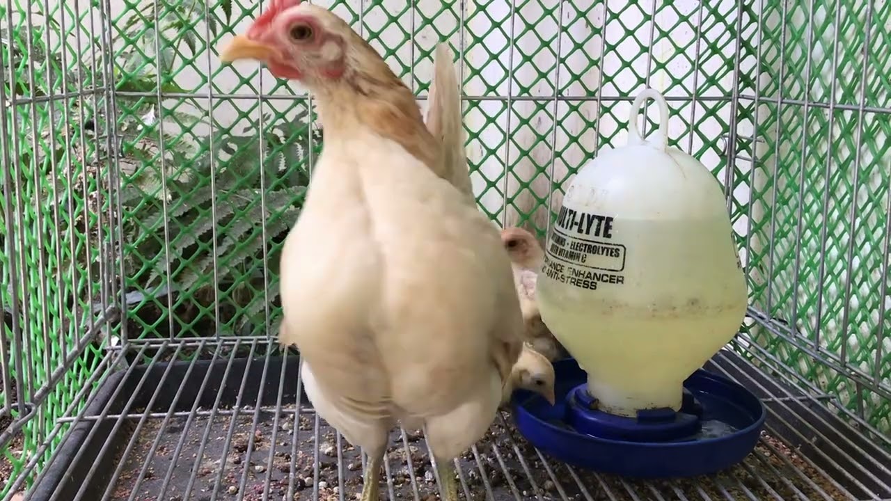 Malaysian Serama Bantam chicks 14days old