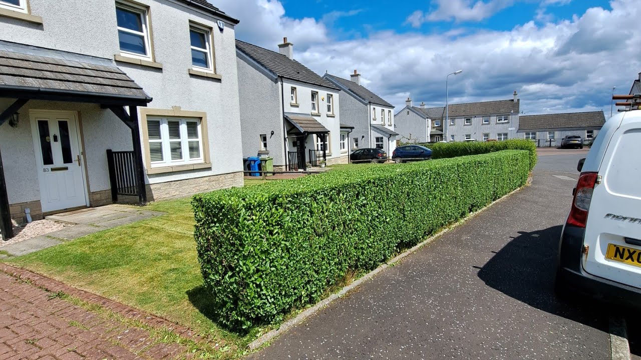 Small Hedge Trim With The HUSQVARNA 122HD45 #gardening#glasgow#husqvarna