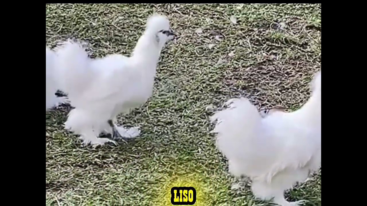 Sombra mostra a charmosa galinha sedosa do Japão 