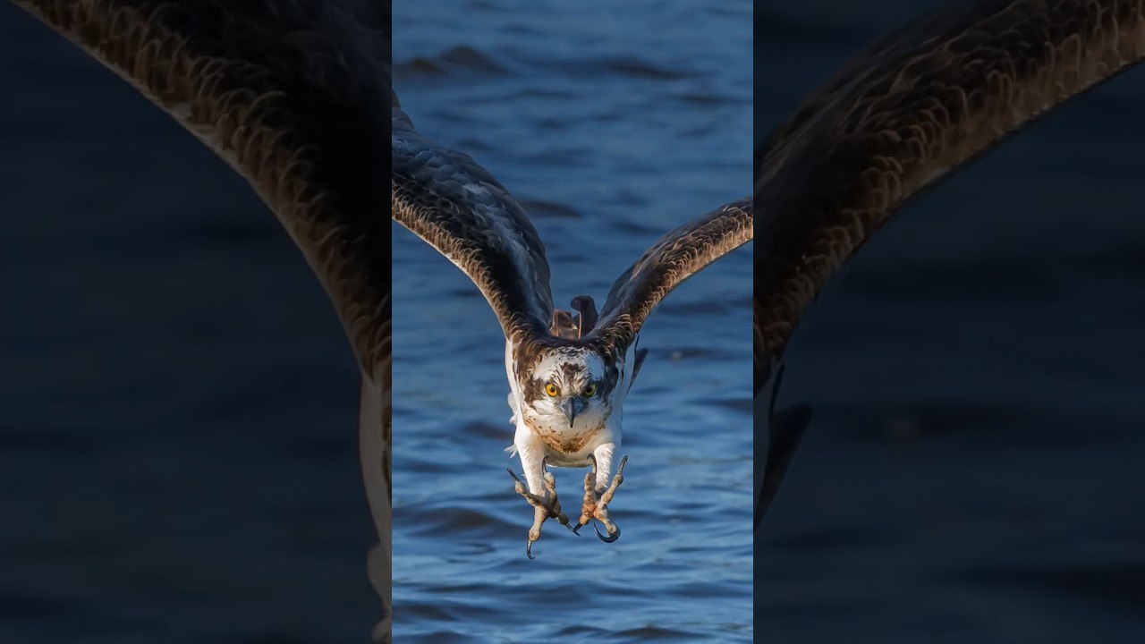 Osprey   / Fiske&oslash;rn #birds #wildlife #osprey #fiske&oslash;rn #shorts