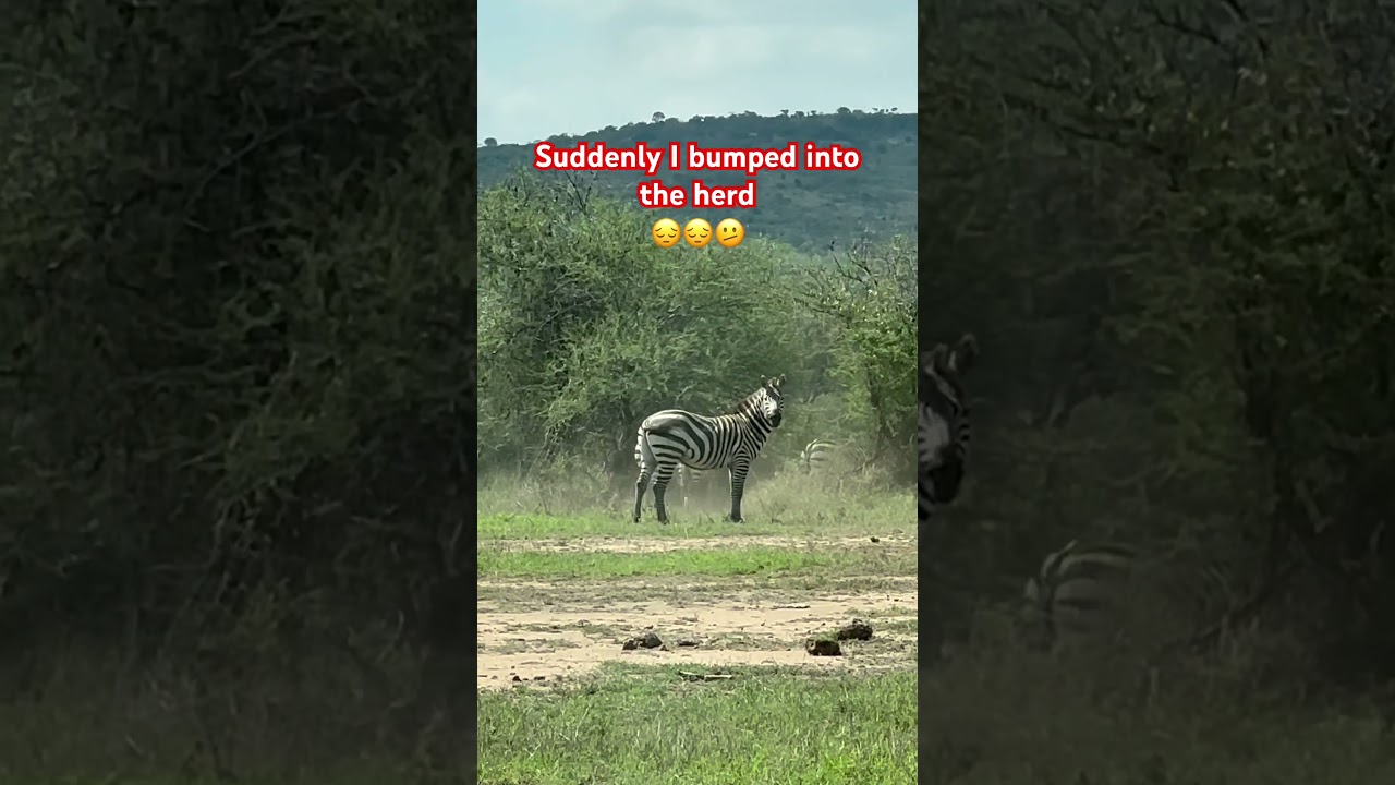 #herd