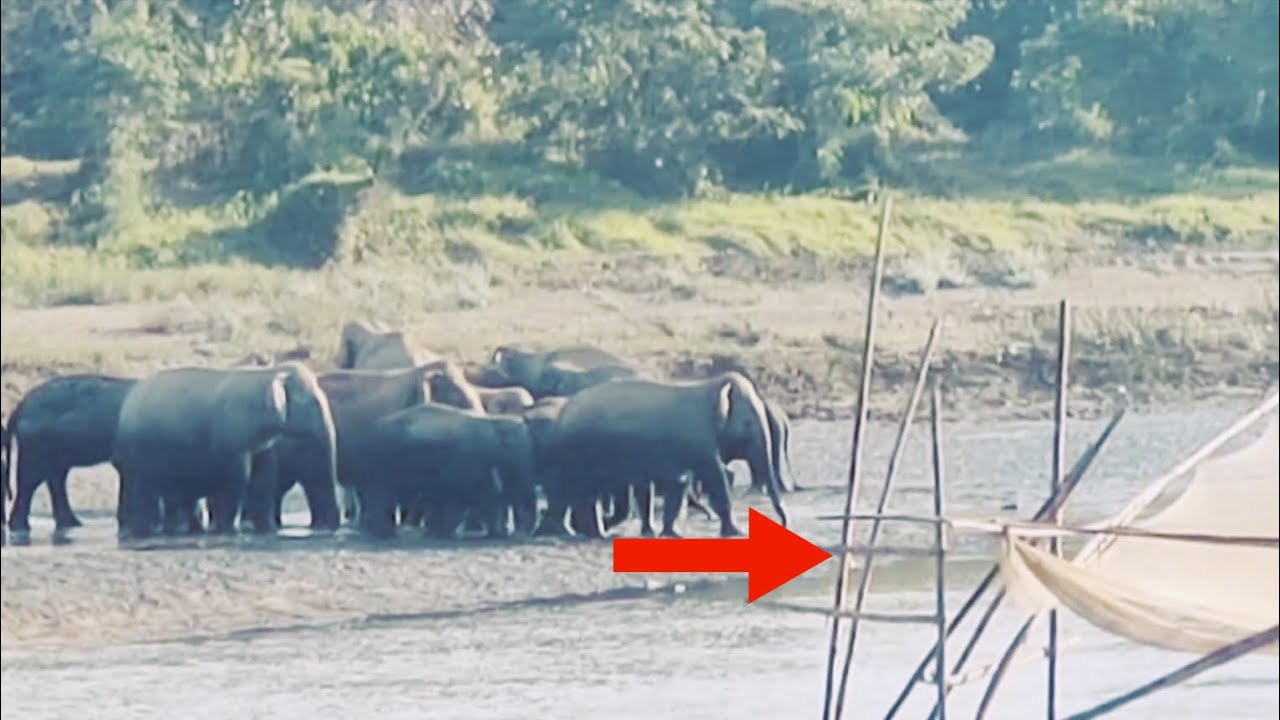 Large herds of wild elephants along the Dhansiri River. Golaghat Assam.