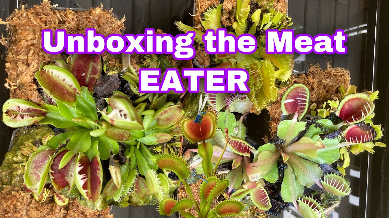UNBOXING 6 DIFFERENT TYPES OF VENUS FLYTRAP | DIONAEA MUSCIPULA