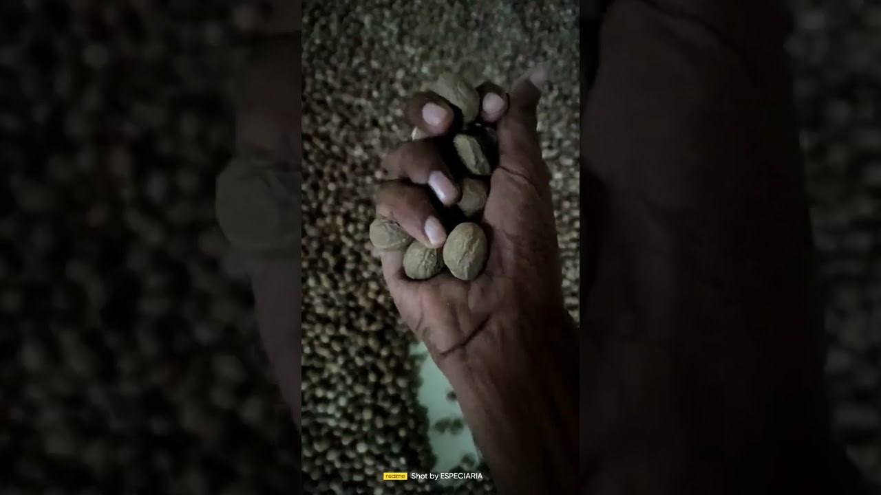 nutmeg abc grade