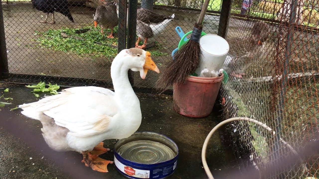Tr&ecirc;u con ngỗng ở vườn th&uacute; | Angry goose