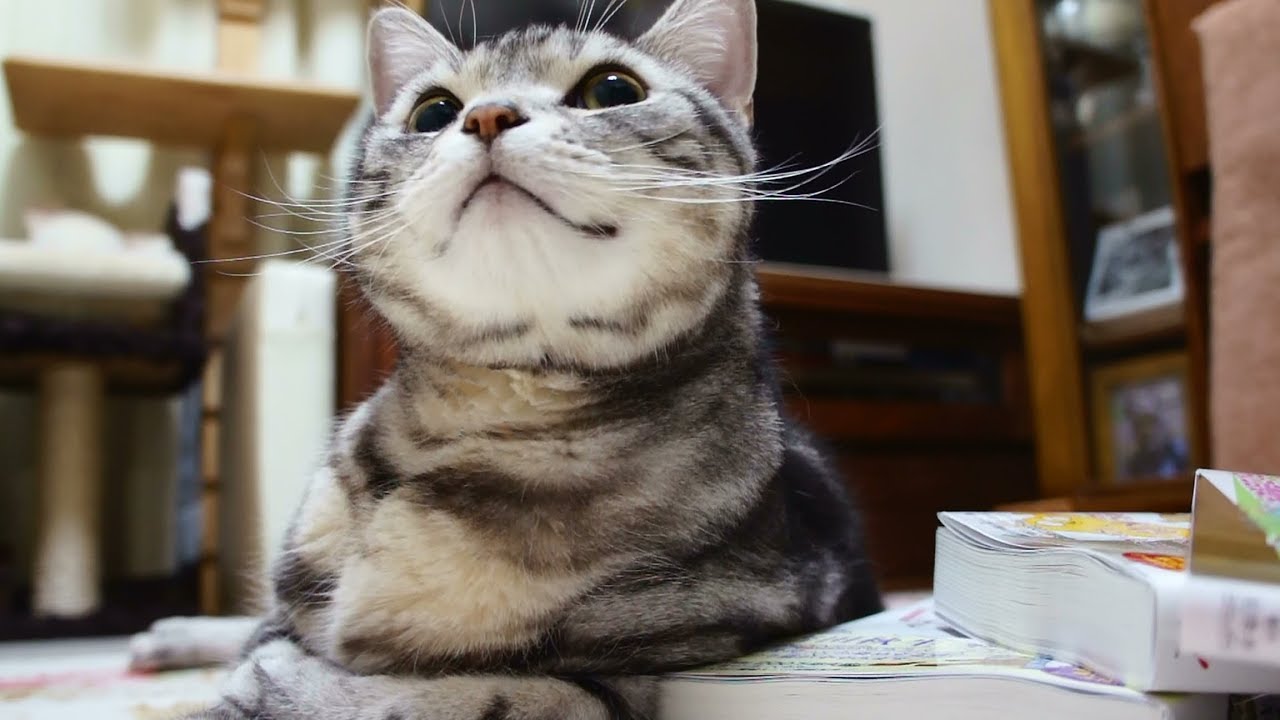 問いかけに「にゃ～！」お返事が完璧すぎる猫