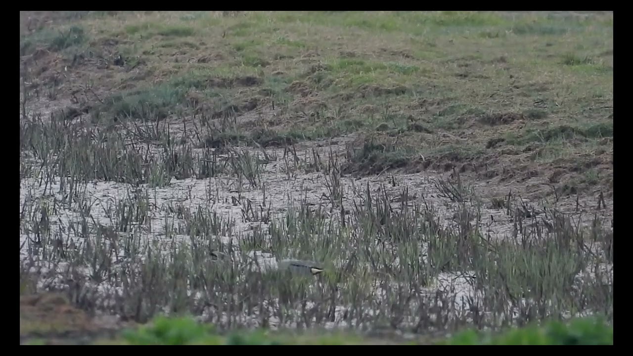 Green-winged Teal, Frampton Marsh RSPB, Lincolnshire, 21/4/25