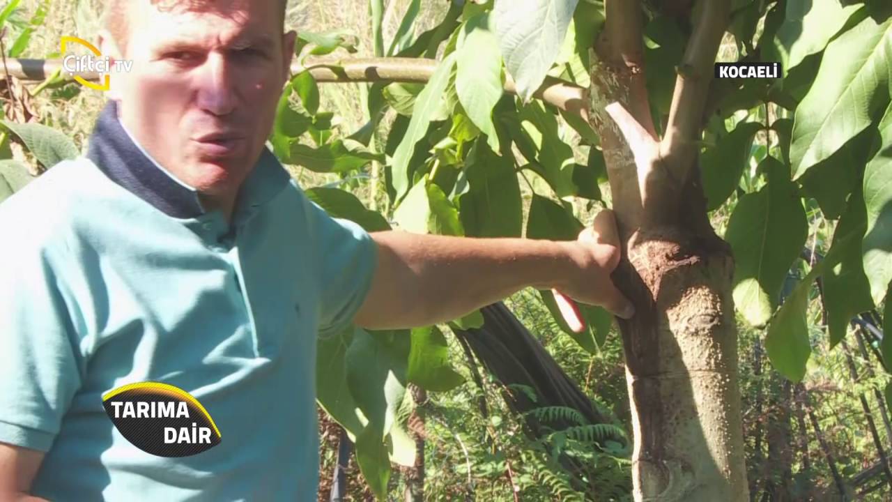 Tarıma Dair-Cevizde Yaz Budaması