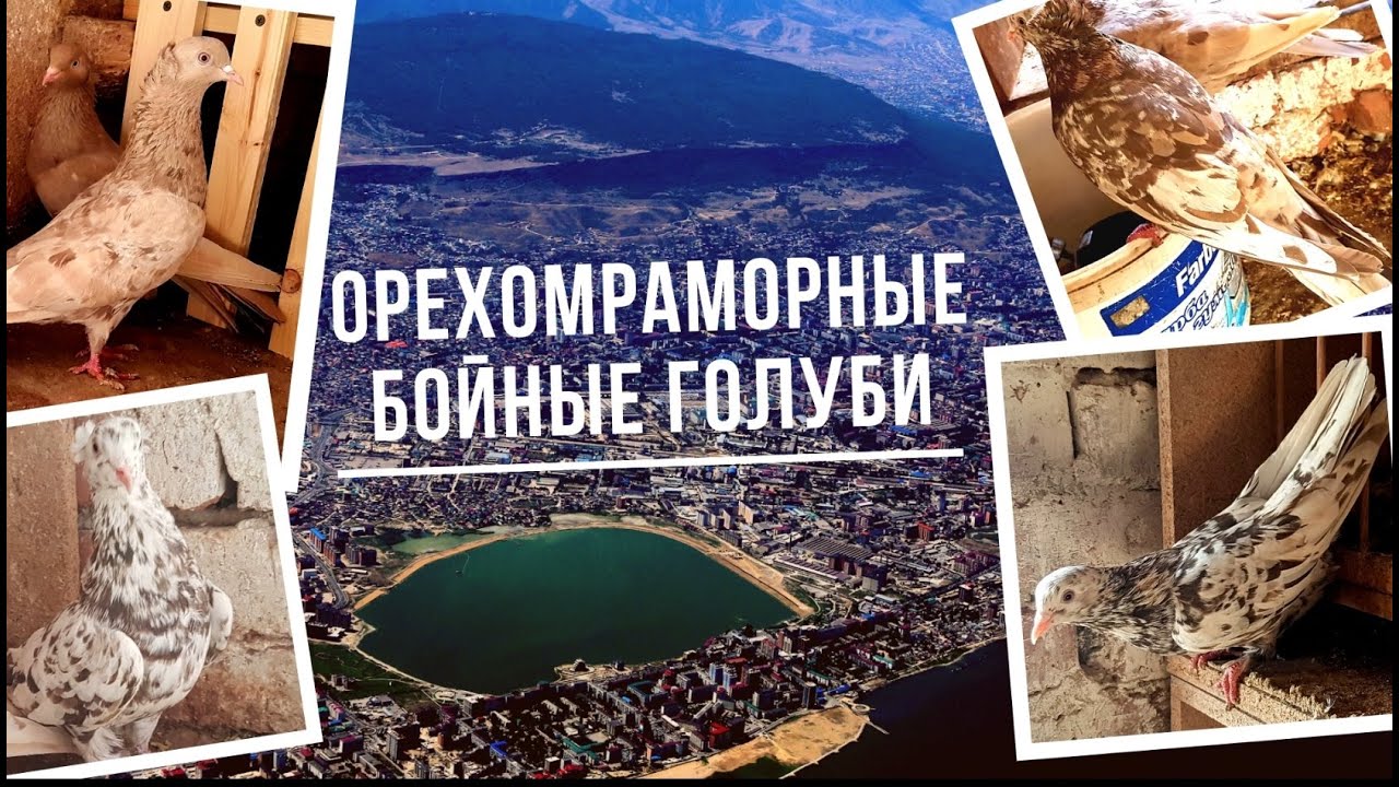 Орехомраморные бойные голуби. Bakı göyərçinləri.