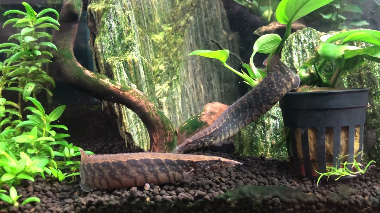 Zig zag eels showing breeding behaviour. RARE